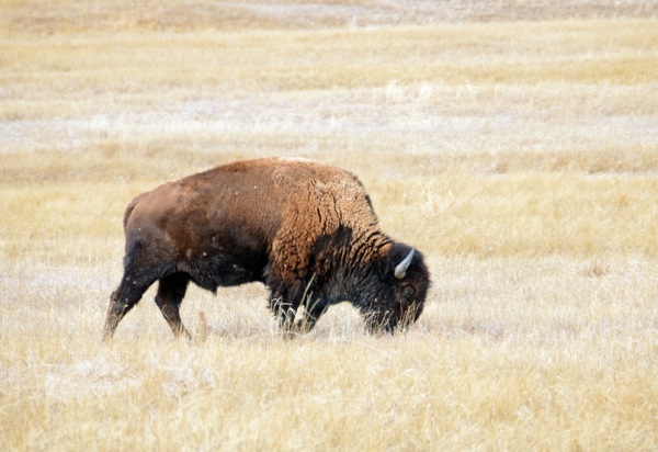 Buffalo