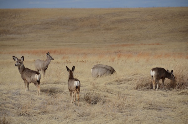 Mule Deer small