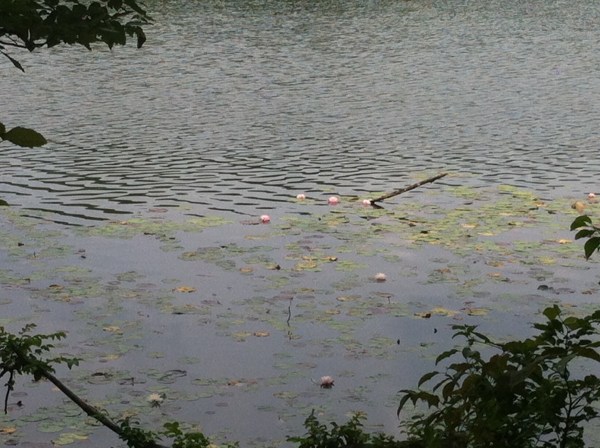 LilyPadsHopewellLake