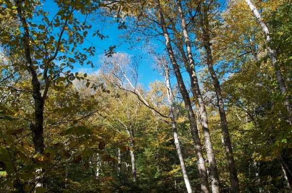 AutumnLeaves2.jpg AutumnLeaves2