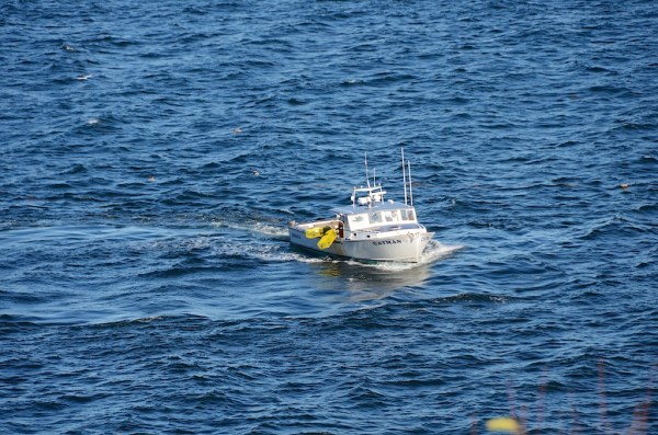 CatmanHarvesting.jpg CatmanHarvesting