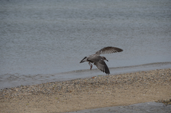 GreatSkua