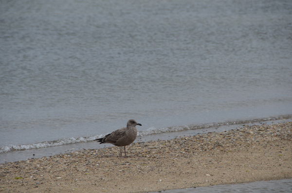GreatSkua2