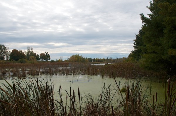 MarshPond1