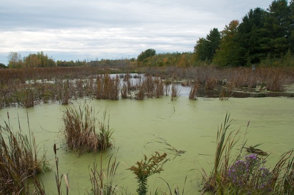 MarshPond2