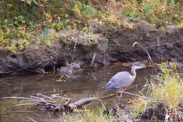 SusquehannaHeron1