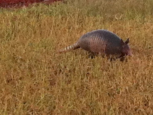 Armadillo