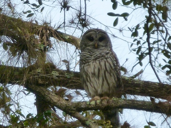 BarredOwl
