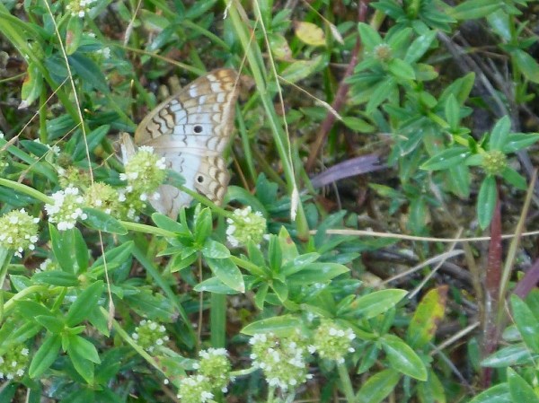 Butterfly.jpg Butterfly