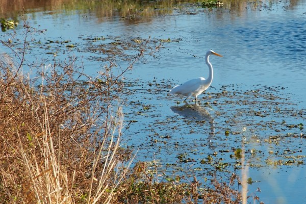 Great White Heron.jpg Great White Heron