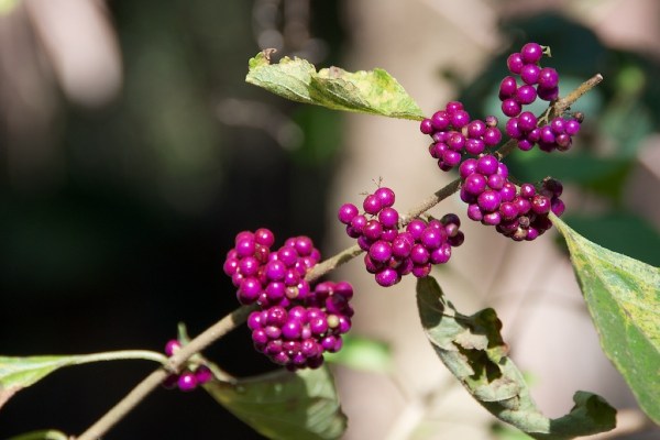 PurpleBerries