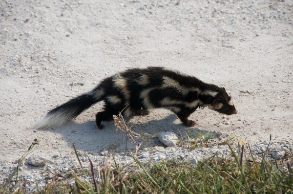 SpottedSkunk