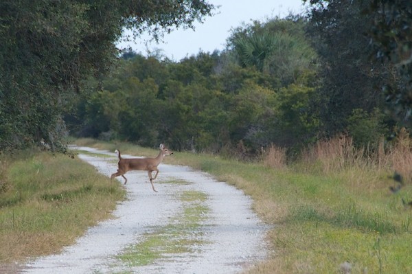 WhiteTailDeer