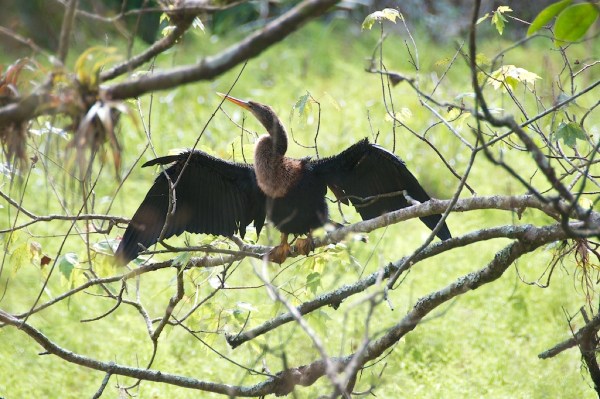 Anhinga1 018