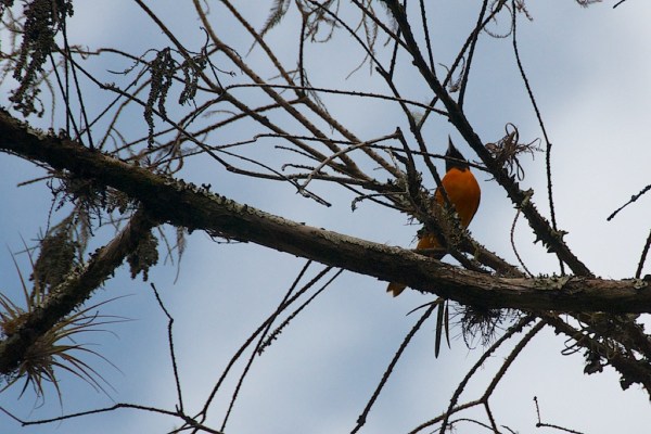 BaltimoreOriole 023