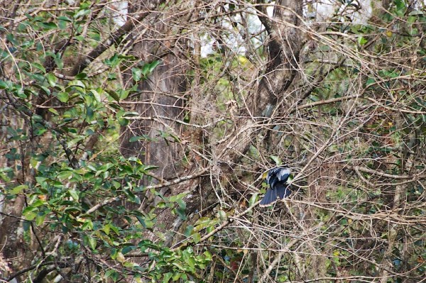 BlackCrownedNightHeron 019