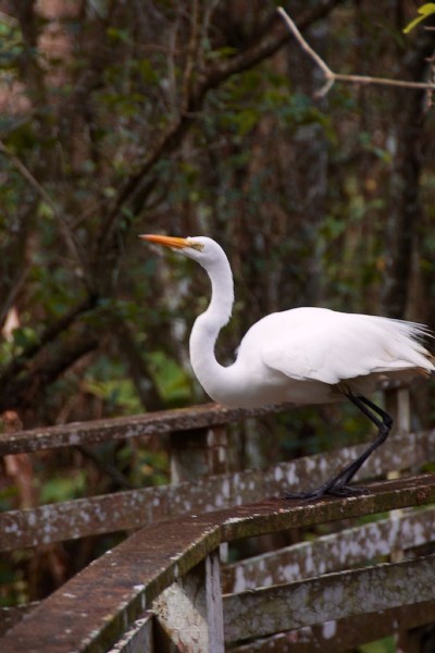 GreatEgret5 015