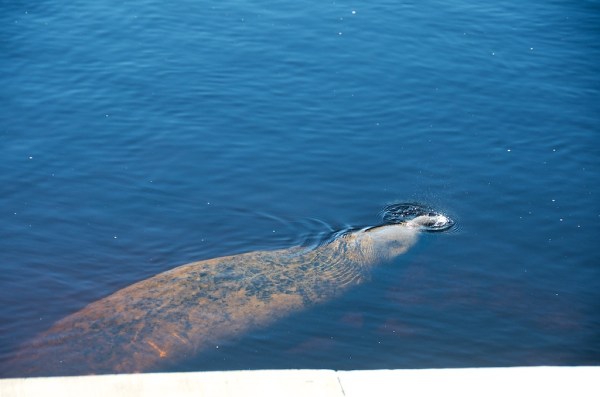 Manatee2 032