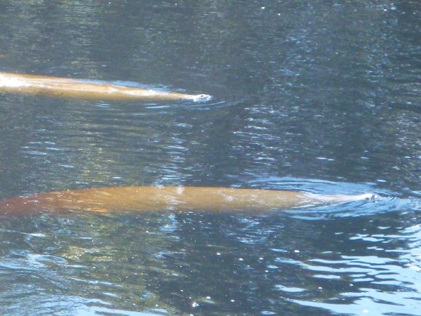 Manatee3 033