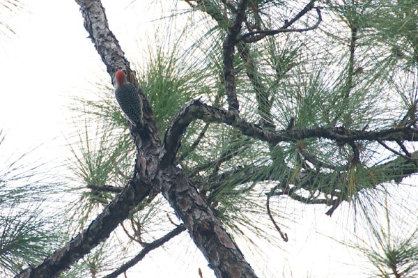 RedBelliedWoodpecker 026