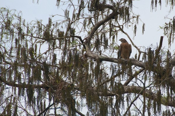 RedShoulderedHawk 1130 022