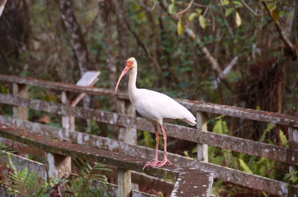 WhiteIbis 009
