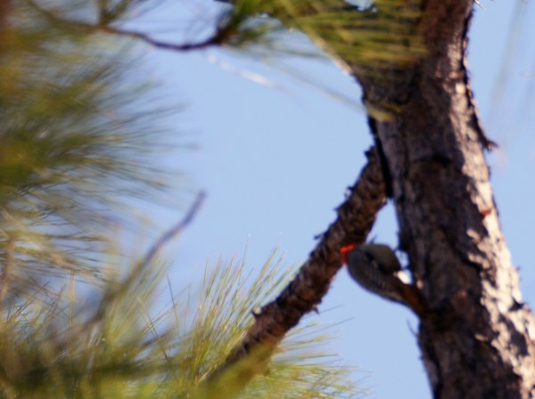BabcockWebbRedCockadeWoodpecker1