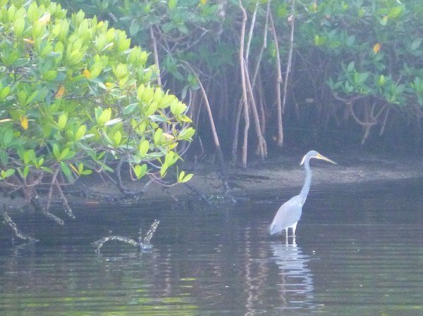 EsteroRiverGreatBlueHeron1 067.jpg EsteroRiverGreatBlueHeron1 067