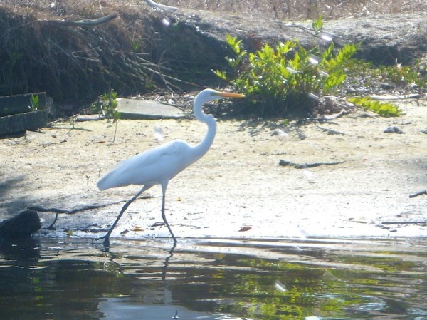 EsteroRiverGreatEgret1 071.jpg EsteroRiverGreatEgret1 071