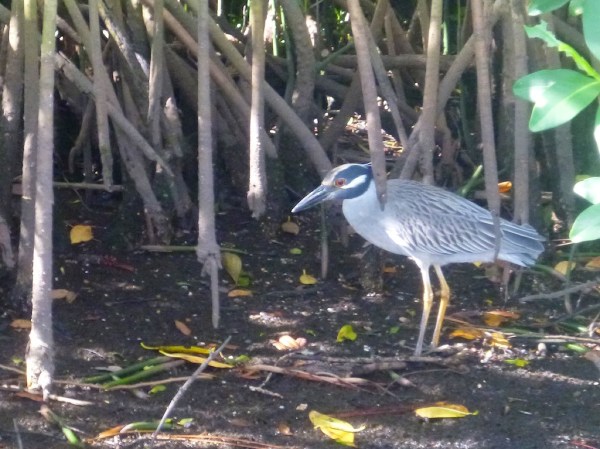 EsteroRiverYellowCrownedNiteHeron1 066.jpg EsteroRiverYellowCrownedNiteHeron1 066