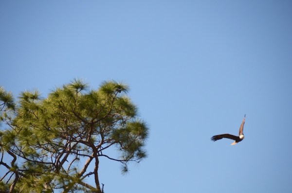 FortMyersOzzieFlight1