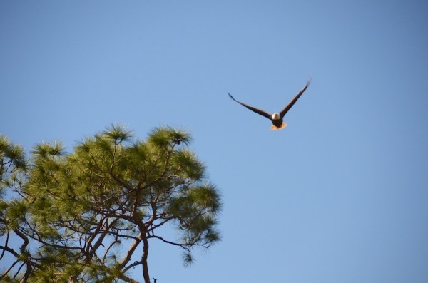 FortMyersOzzieFlight3