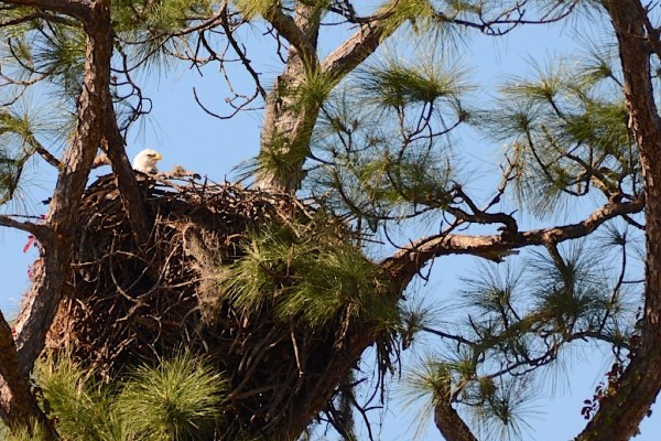 FortMyersOzzietheEagle2