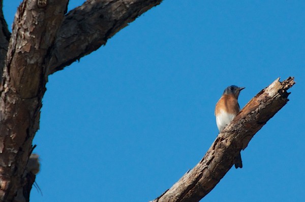 NorthCapeFlatsEasternBluebird 063