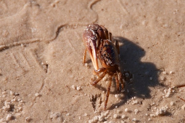 NorthCapeFlatsHermitCrab 064