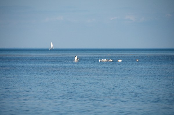 NorthCapeFlatsPelicanGroup 065