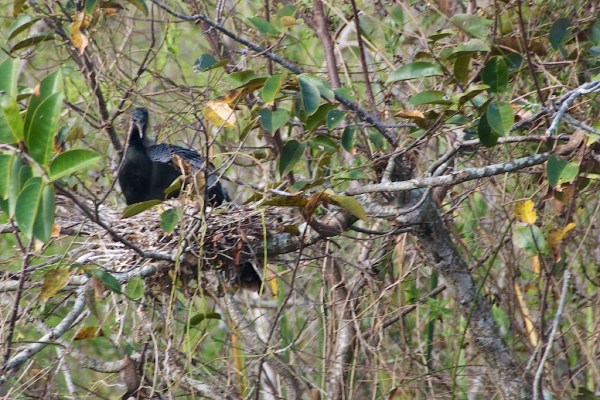 ShValAnhingaNest1 036