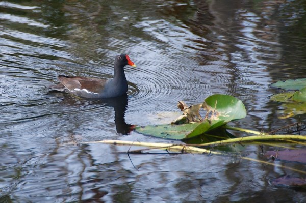 ShValCommonGalinule1 037