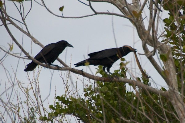 ShValCrowSnakeLunch1 045