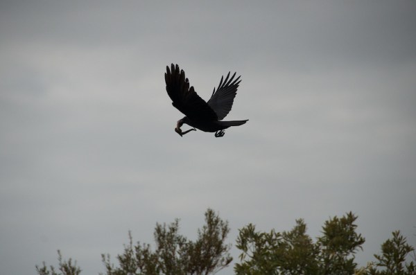 ShValCrowSnakeLunch2 046