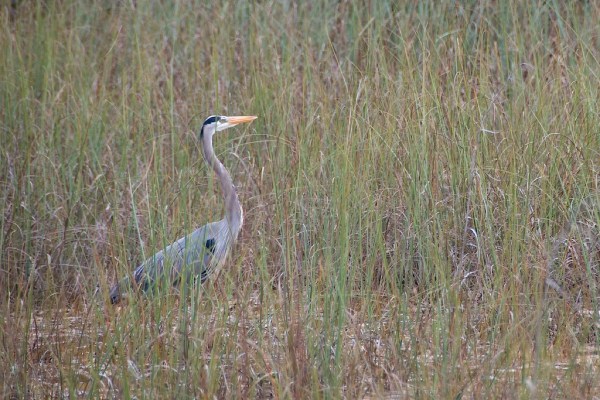 ShValGreatBlueSeq1 057