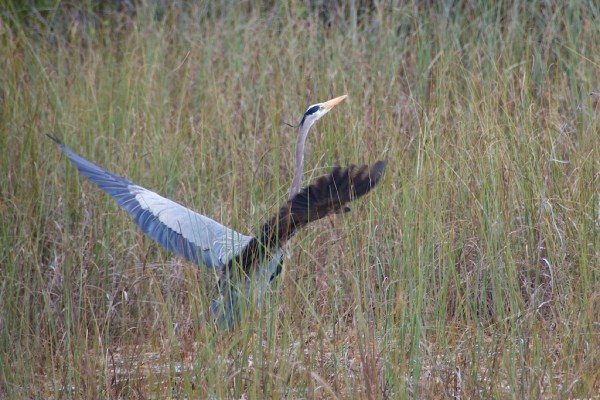 ShValGreatBlueSeq2 058