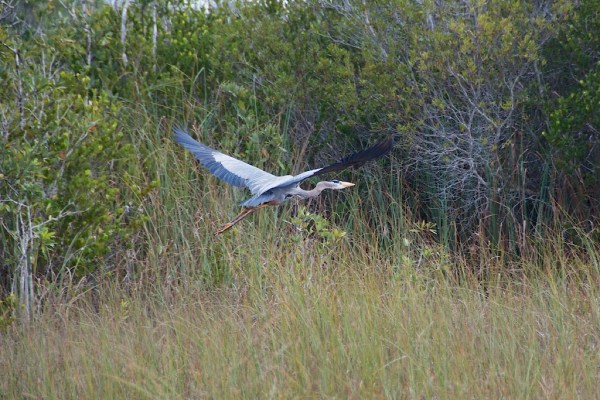 ShValGreatBlueSeq3 059