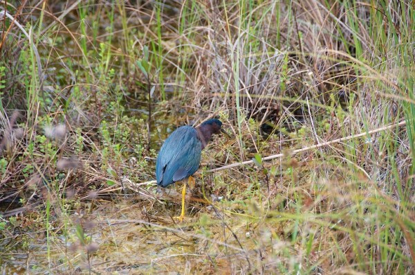 ShValGreenHeron1 050