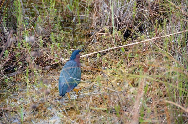 ShValGreenHeron2 051