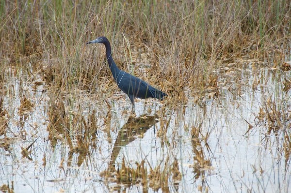 ShValLittleBlue1 060