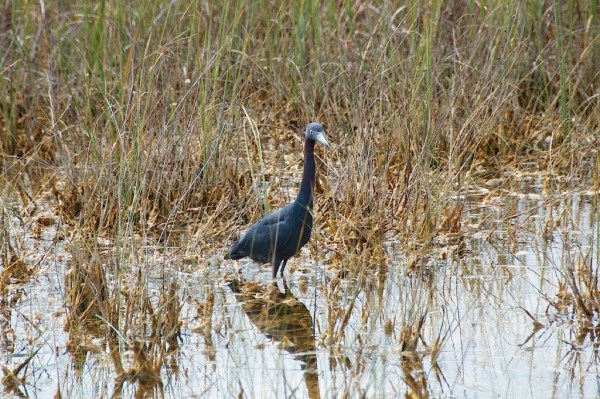 ShValLittleBlue2 061