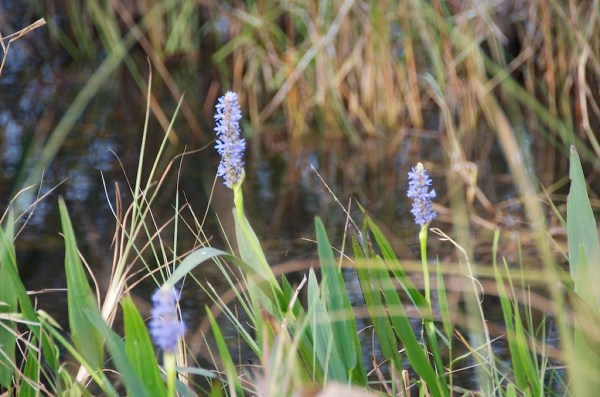 ShValPurpleFlower1 043