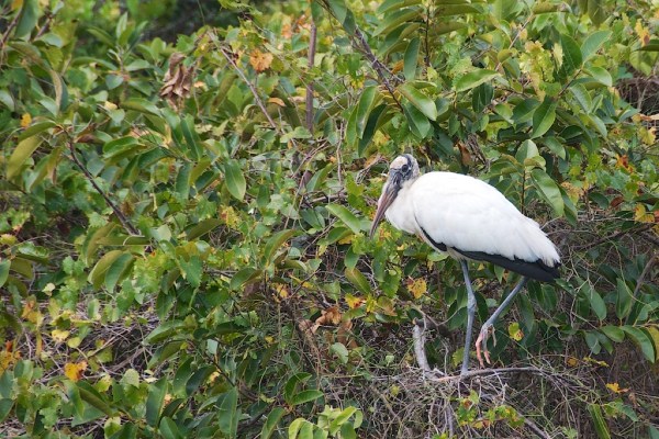 ShValWoodStork1 052