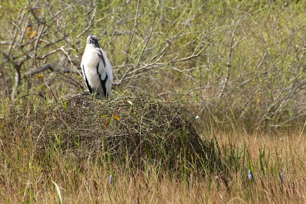 ShValWoodStork2 056